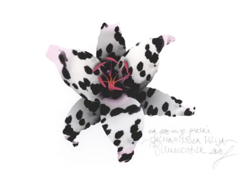 Unkovska-Biljana_Dalmatinska-lilija_E.A.1-20-giclee-art-print_2013_23x29-e1516193549593